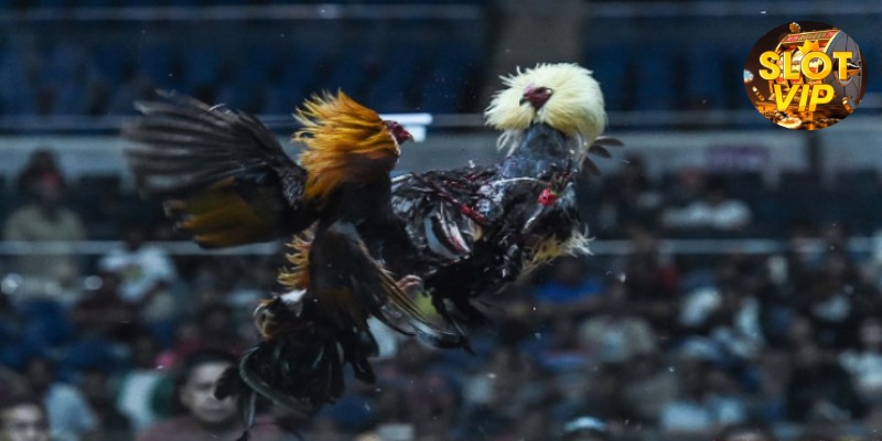 Sabong/Cockfighting Betting